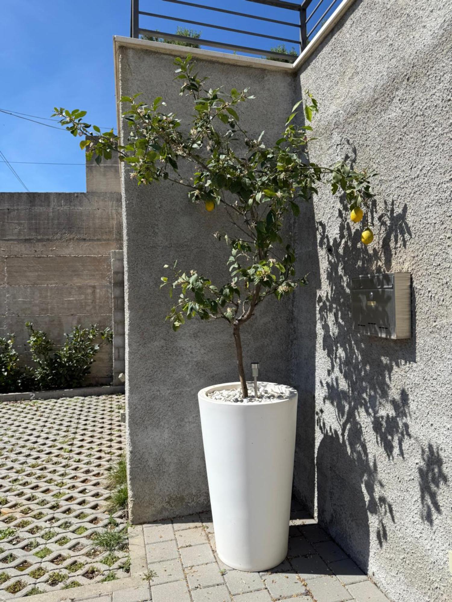Lemon Tree Dubrovnik Apartments المظهر الخارجي الصورة